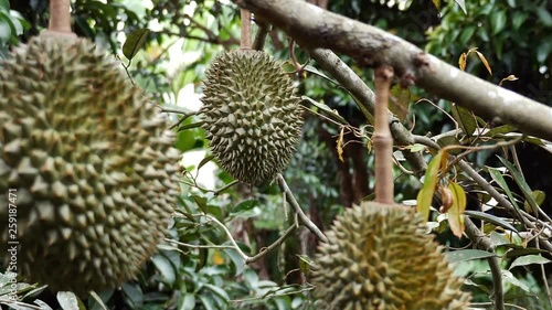fresh Durian garden agriculture king fruit.