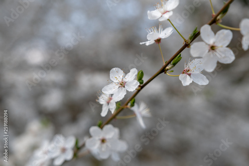 Cherry Blüten im Frühling