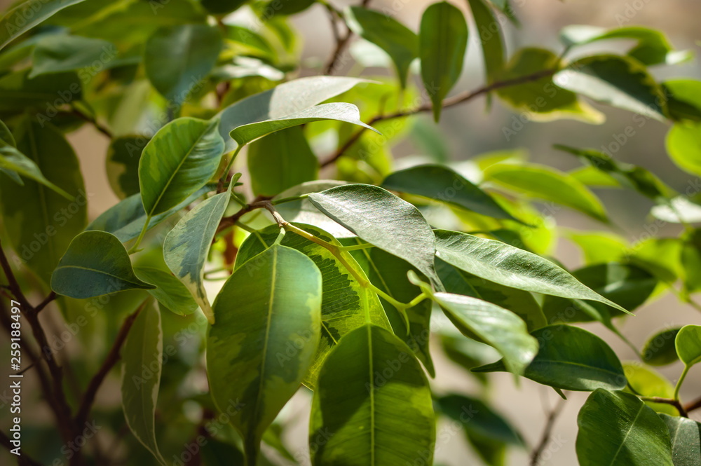 Green foliage of ficus bush.