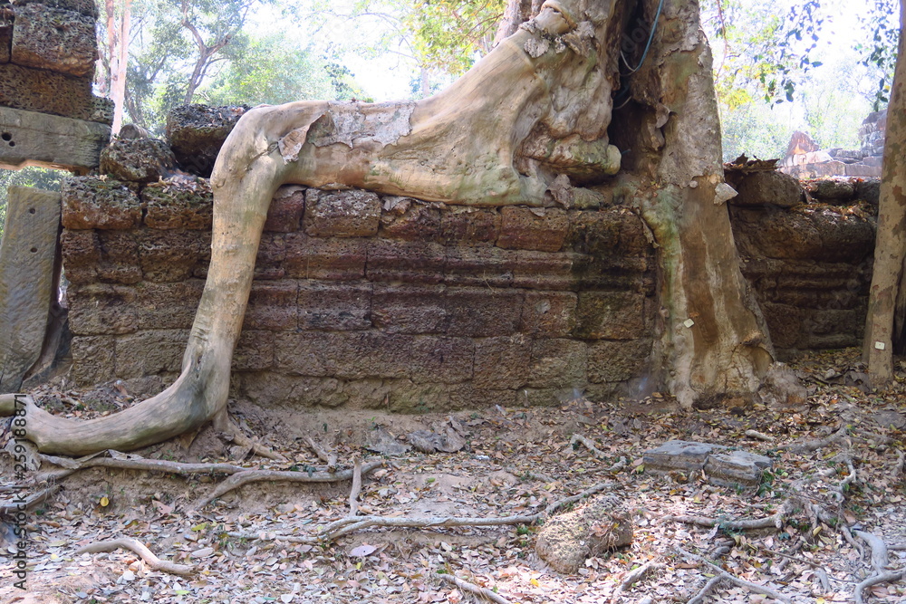 Racines d'arbre sur des ruines du temple d'Angkor Racines d'arbre sur des ruines du temple d'Angkor