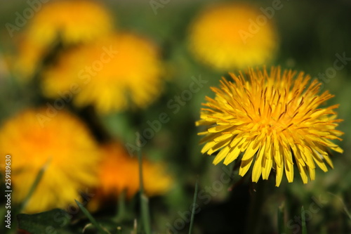 Field with dandelions. Closeup of yellow spring flowers