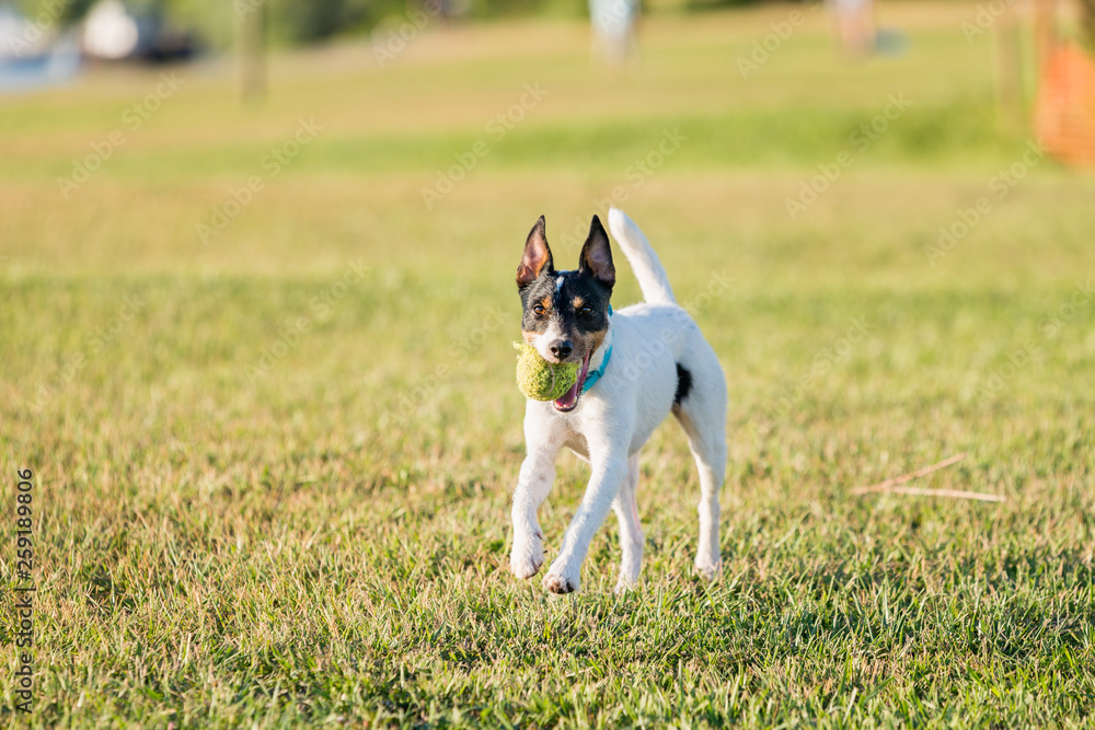 Parson Russell Terrier dog playing with ball, running, jumping, in nature, outdoors, park at sunset Parson Russell Terrier dog playing with ball, running, jumping, in nature, outdoors, park at sunset