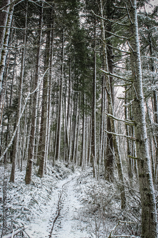 Winter in the forest in Portland, Oregon Winter in the forest in Portland, Oregon