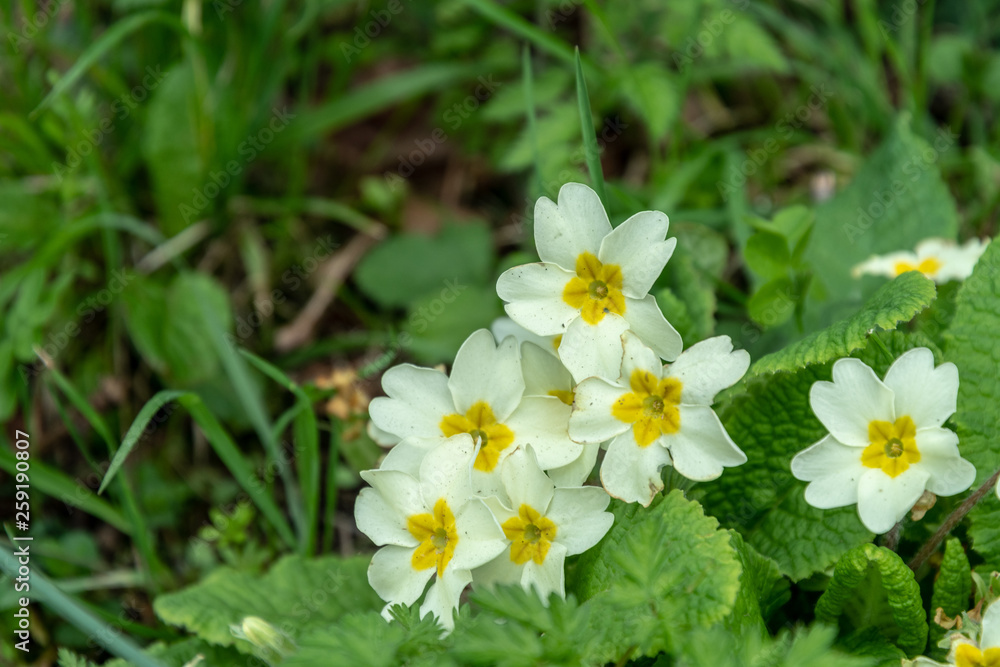 Primroses (Primula vulgaris) growing in grass on a springtime bank in Devon, UK Primroses (Primula vulgaris) growing in grass on a springtime bank in Devon, UK