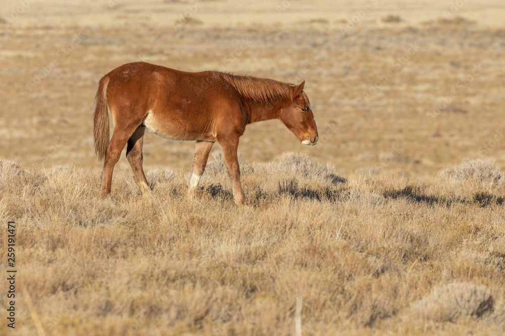 Fototapeta premium Wild Horse in Winter in Utah