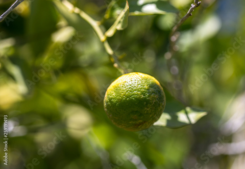 Wallpaper Mural Spicy tangerine on a branch in the garden Torontodigital.ca