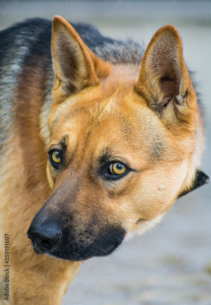 German Shepherd male puppy looking at the camera, portrait. Brown and black fur, yellow eyes and ears raised. Intelligent, protective and strong breed. German Shepherd male puppy looking at the camera, portrait. Brown and black fur, yellow eyes and ears raised. Intelligent, protective and strong breed.