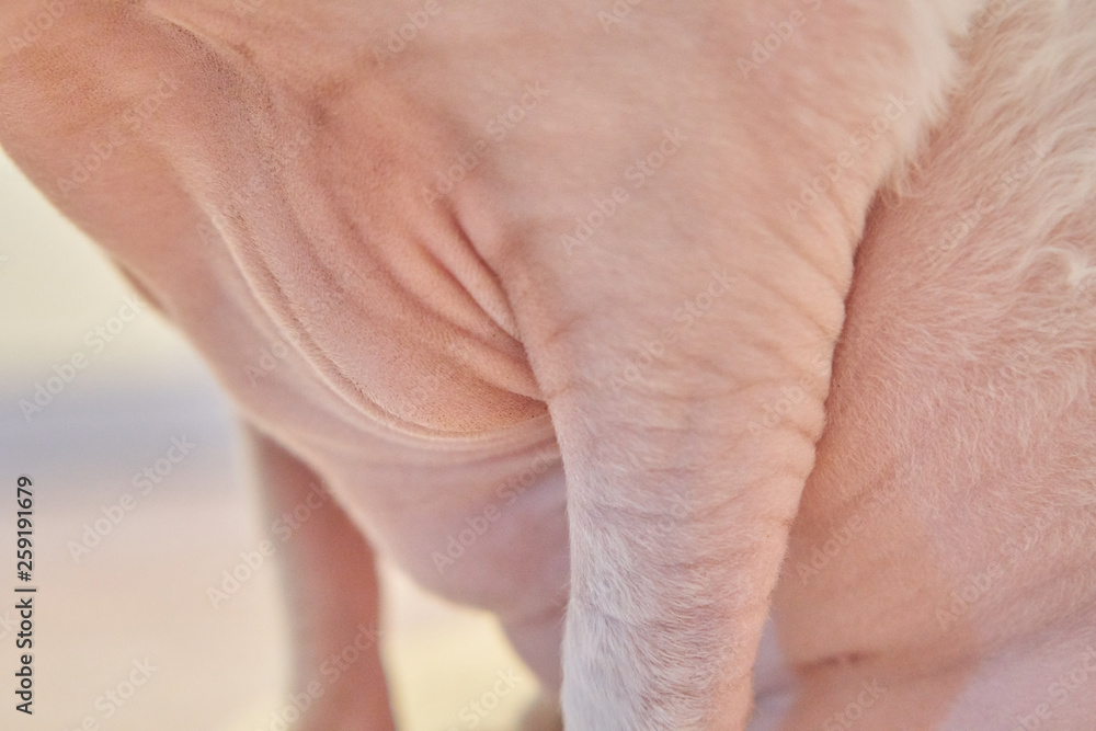 Fototapeta premium Sphynx cat old cat fat cat