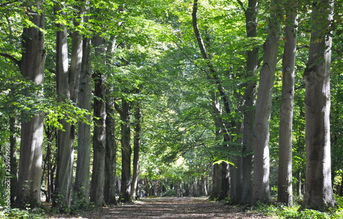 Fotografie sous bois