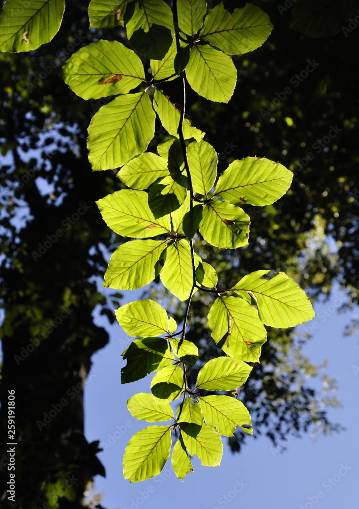 Obraz premium Contre jour de feuilles de hêtre