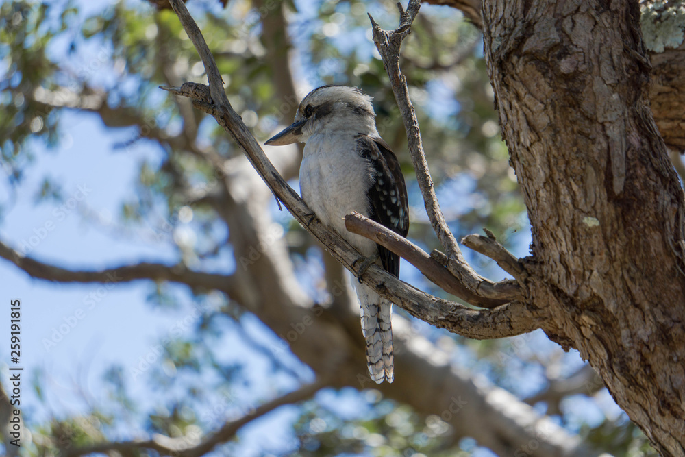 kookaburra on a branch kookaburra on a branch