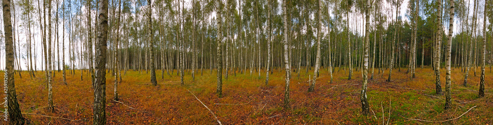 Fototapeta premium Birch forest at early autumn