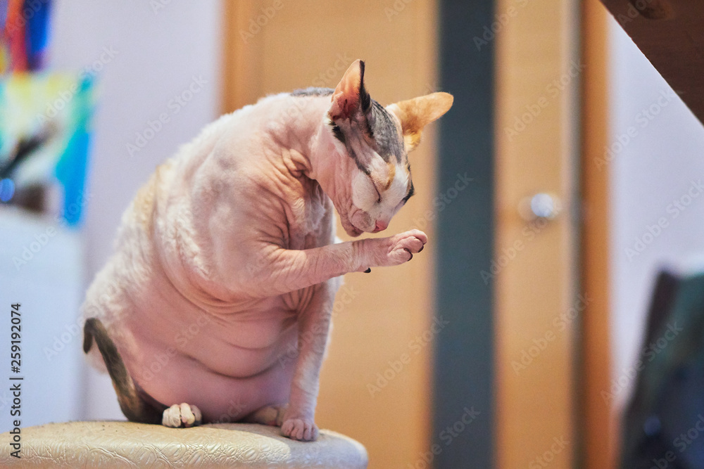 Sphynx cat old cat fat cat wash Sphynx cat old cat fat cat wash