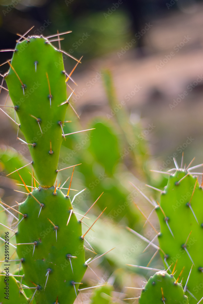 Voluptuous Cactus Voluptuous Cactus