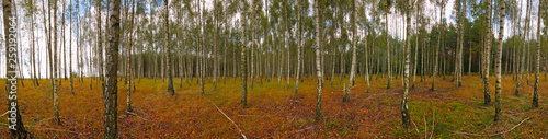 Birch forest at early autumn