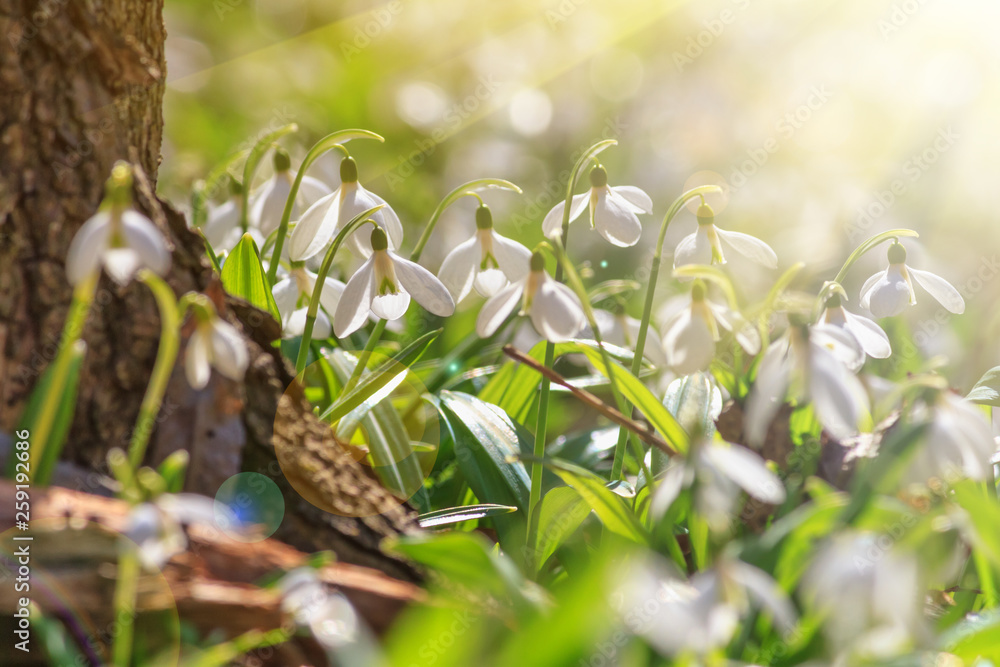 Galanthus nivalis or common snowdrop - blooming white flowers under the tree in early spring in the forest, closeup Galanthus nivalis or common snowdrop - blooming white flowers under the tree in early spring in the forest, closeup