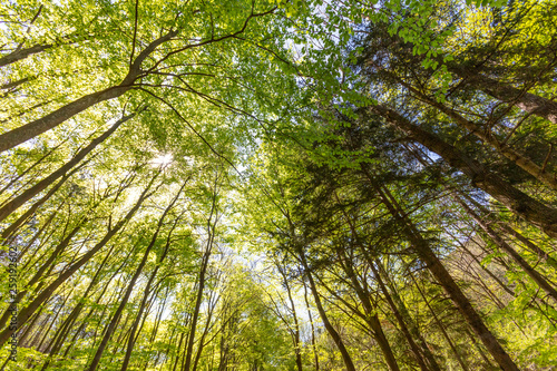 green forest in spring time 