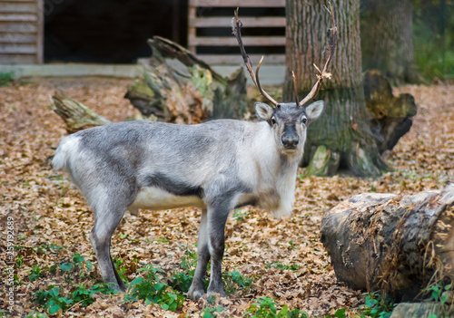 Big male reindeer looking at the camera in a zoo. Captive animal. Gray and white fur. Huge antlers. 