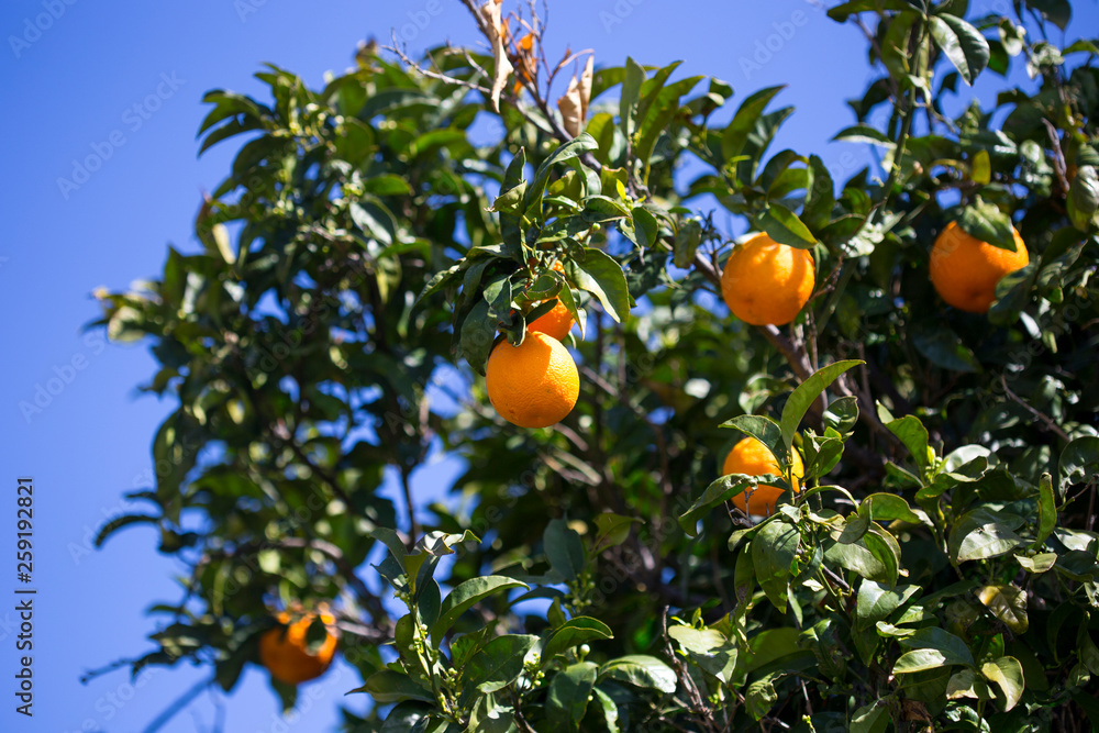Tangerines growing on a tree, in spring, in tangerine gardens Tangerines growing on a tree, in spring, in tangerine gardens