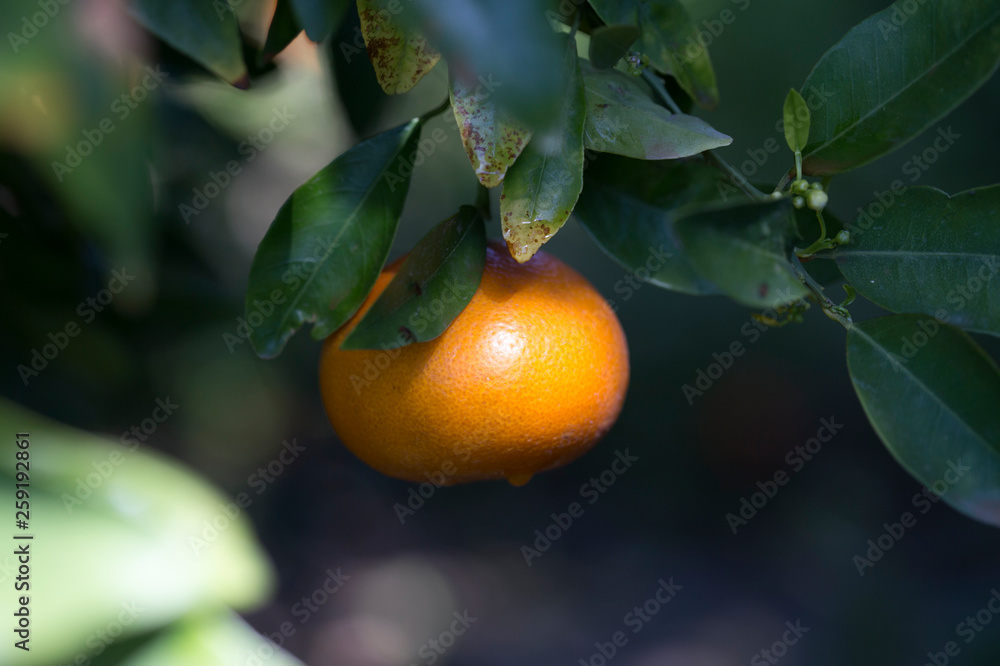Tangerines growing on a tree, in spring, in tangerine gardens