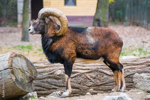 Photography Male mouflon with big horns held captive in a zoo