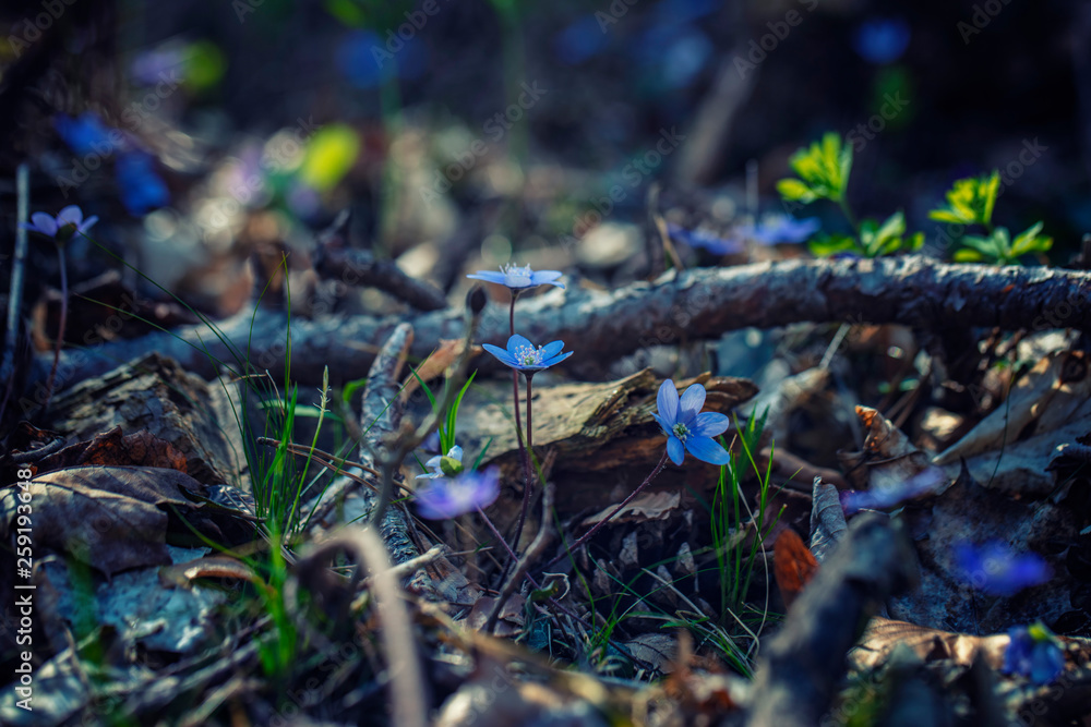 spring blue forest flowers