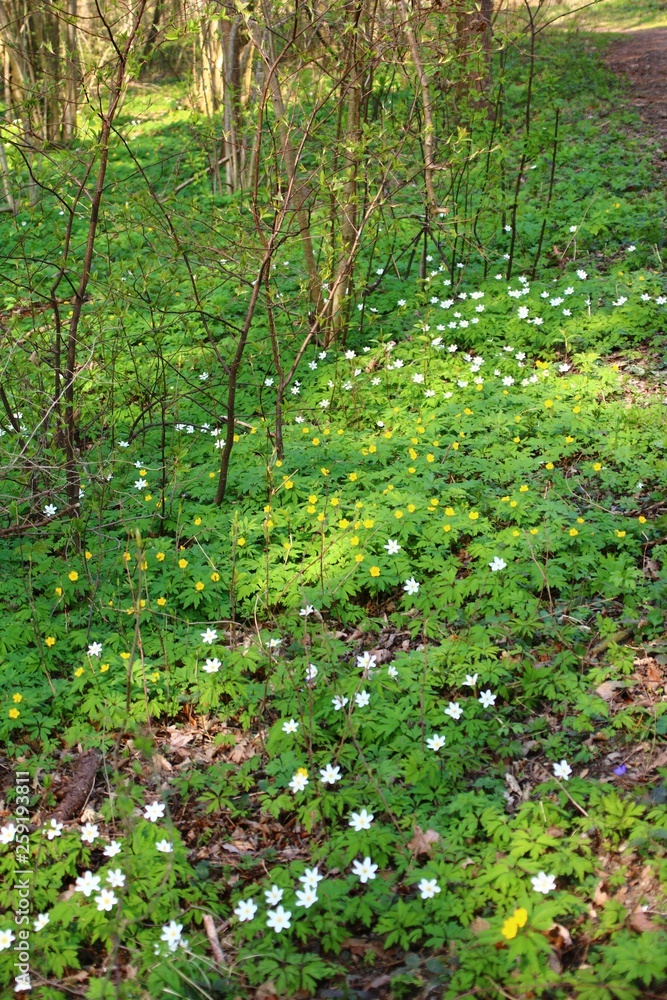 auenwald artenvielfalt  naturschutz