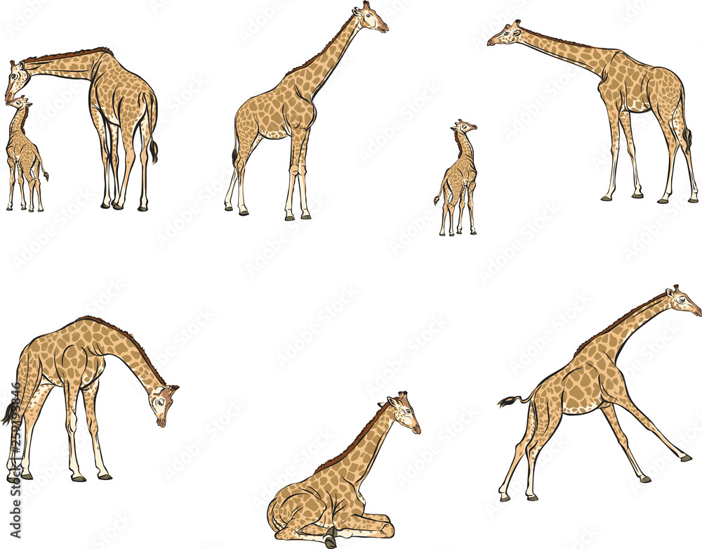 Giraffes in motion, different poses, color