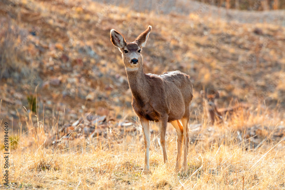 Mule Deer in the Rocky Mountain Springtime Mule Deer in the Rocky Mountain Springtime