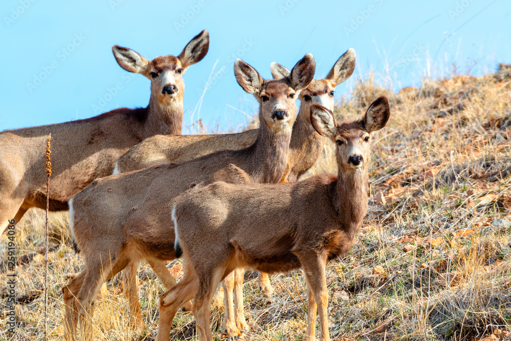 Mule Deer in the Rocky Mountain Springtime Mule Deer in the Rocky Mountain Springtime