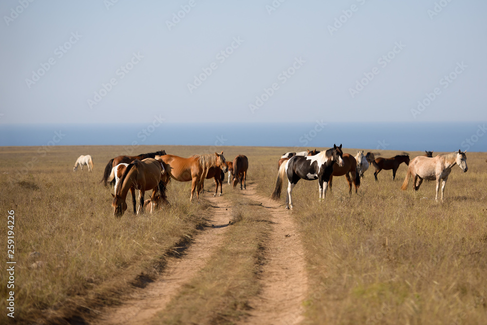 horses in the steppe