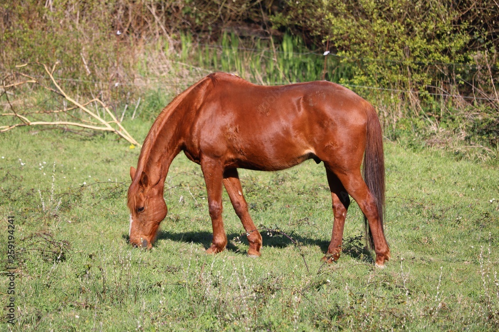 Fototapeta premium Cheval