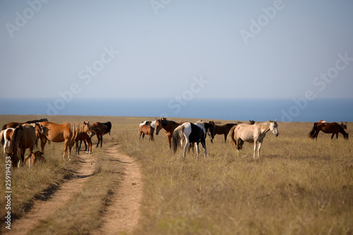 horses in the steppe © legenda007