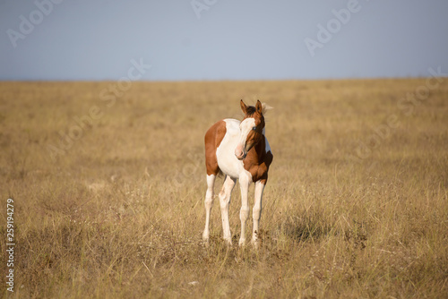 horse in a field © legenda007