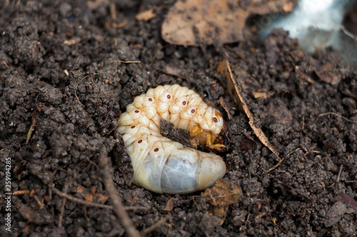 Grub Worms or Rhinoceros Beetle grow in soil on farm which agriculture gardening. Worm insects for eating as food, it is good source of protein edible. Environment and Entomophagy concept.