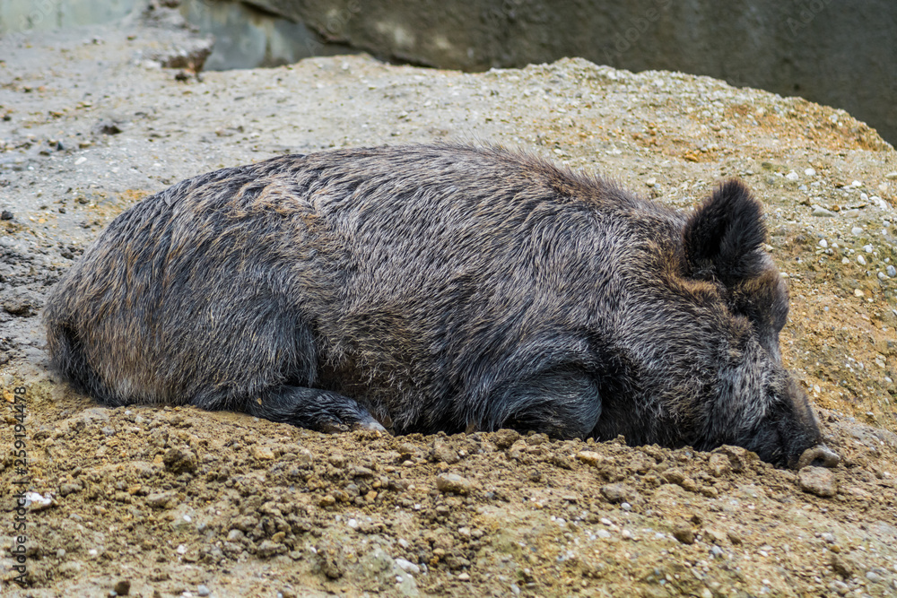 Big wild boar laying down and sleeping in mud. Animal camouflage in nature. Sus Scrofa trophy hunting. Big wild boar laying down and sleeping in mud. Animal camouflage in nature. Sus Scrofa trophy hunting.