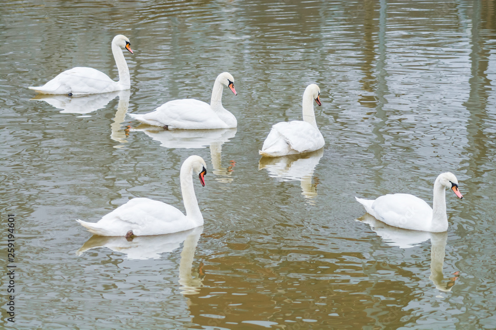 Group of five beautiful white swans swimming in a pond. Large waterbirds in natural environment with reflection on water. Group of five beautiful white swans swimming in a pond. Large waterbirds in natural environment with reflection on water.