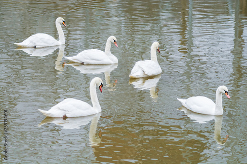 Group of five beautiful white swans swimming in a pond. Large waterbirds in natural environment with reflection on water. 