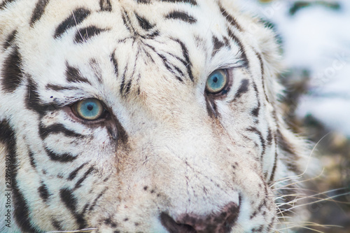 White bengal tiger with beautiful blue eyes close up detail. Big cat portrait.  © Theodor Negru