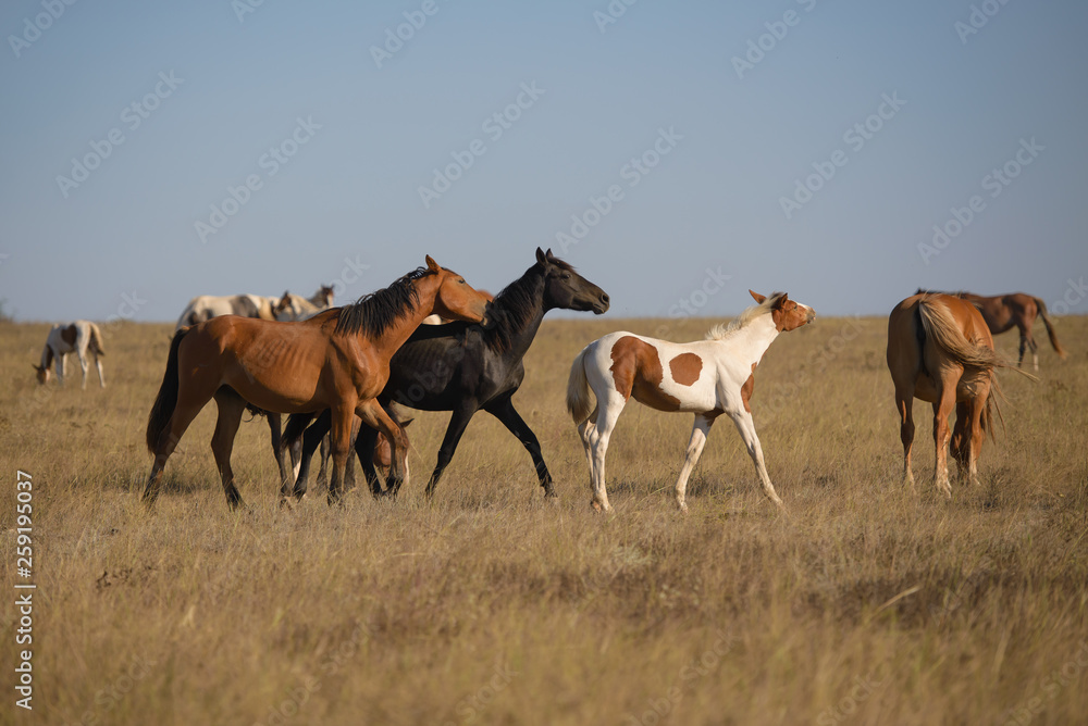 Fototapeta premium horses in the steppe