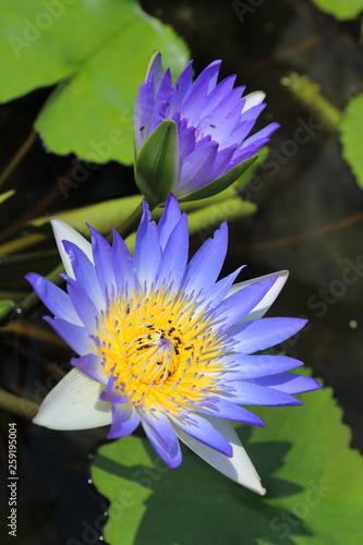 Nymphaea caerulea. Blue Lotus blossom