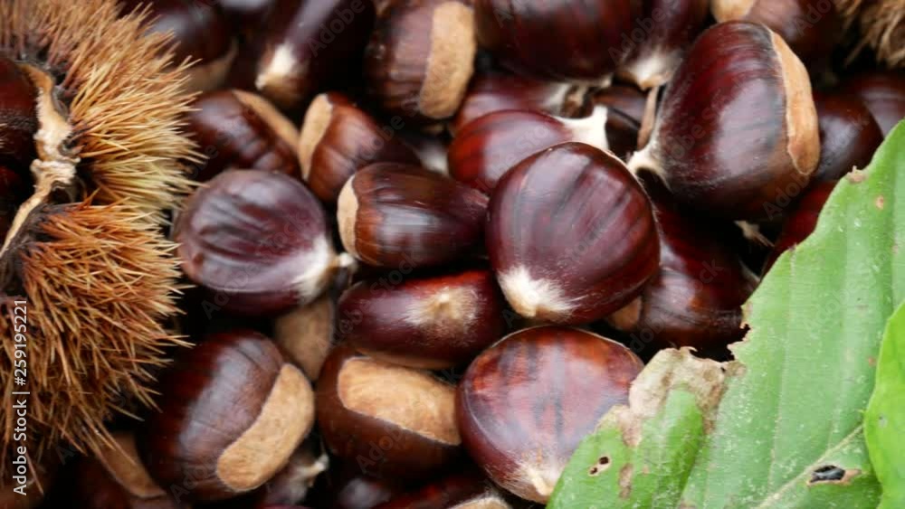 wicker basket full of chestnuts, chestnut curls and leaves. Chestnut harvest in autumn season wicker basket full of chestnuts, chestnut curls and leaves. Chestnut harvest in autumn season