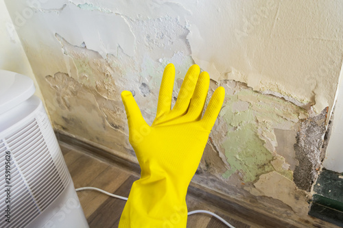 фотографія Hand with yellow protection glove getting ready to repair and clean a damaged wall from toxic fungus growth