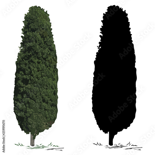 Tree cypress and silhouette of a cypress