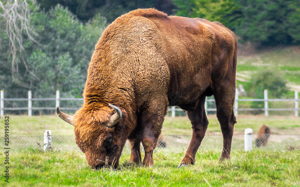 European bison or aurochs full close up body view with fur, muscle , head and horns details. Big wisent grazing in a reserve located in the Carpathian, Mountains, Romania, Eastern Europe. 