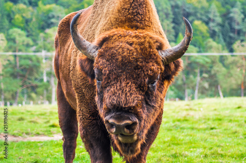 Aurochs close up portrait with horns, head and fur details. Large male European bison or wisent in the Carpathian Mountains, Romania, Eastern Europe.  