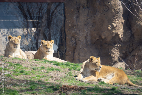 lions resting in zoo