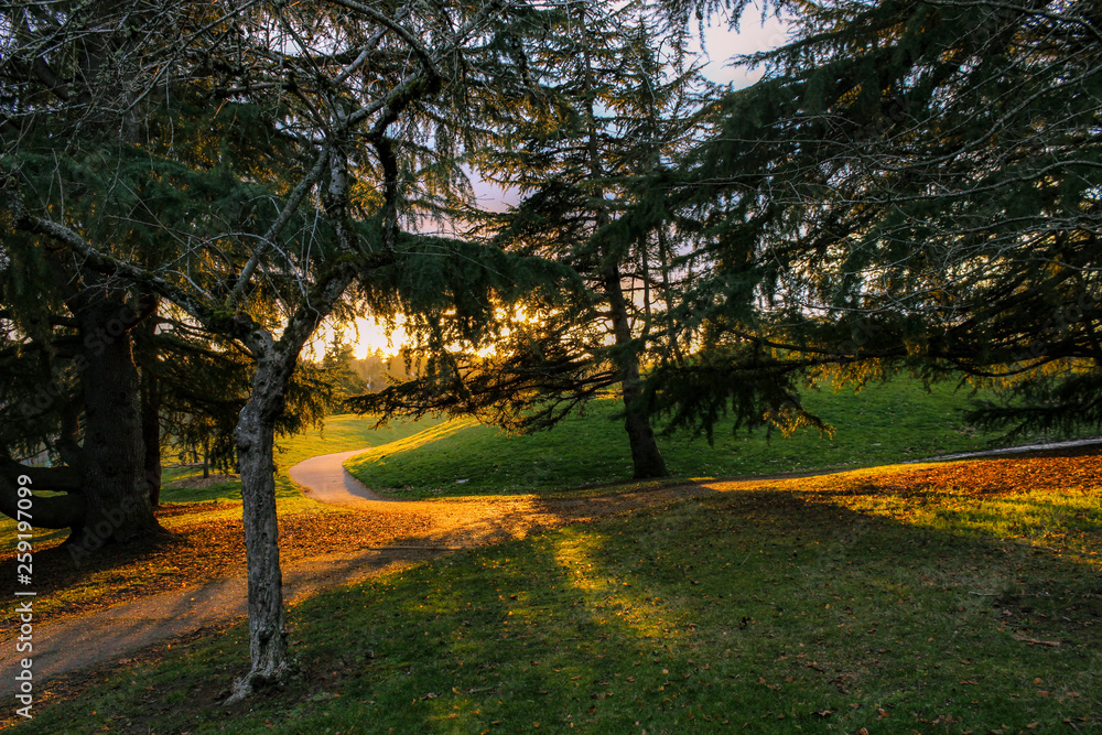 A color view of pine trees in a Portland, Oregon park during a vibrant sunset.