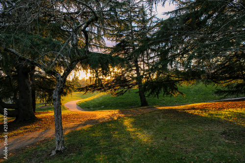 Fototapeta Naklejka Na Ścianę i Meble -  A color view of pine trees in a Portland, Oregon park during a vibrant sunset.