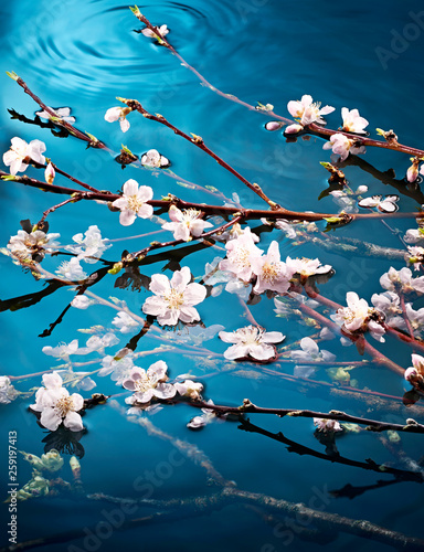 Cherry blossom flowers growing over water